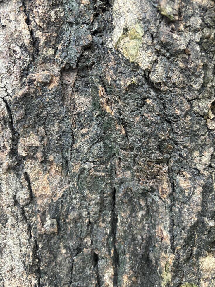 The bark's texture appears to be scaly, with overlapping layers creating a somewhat layered effect. photo