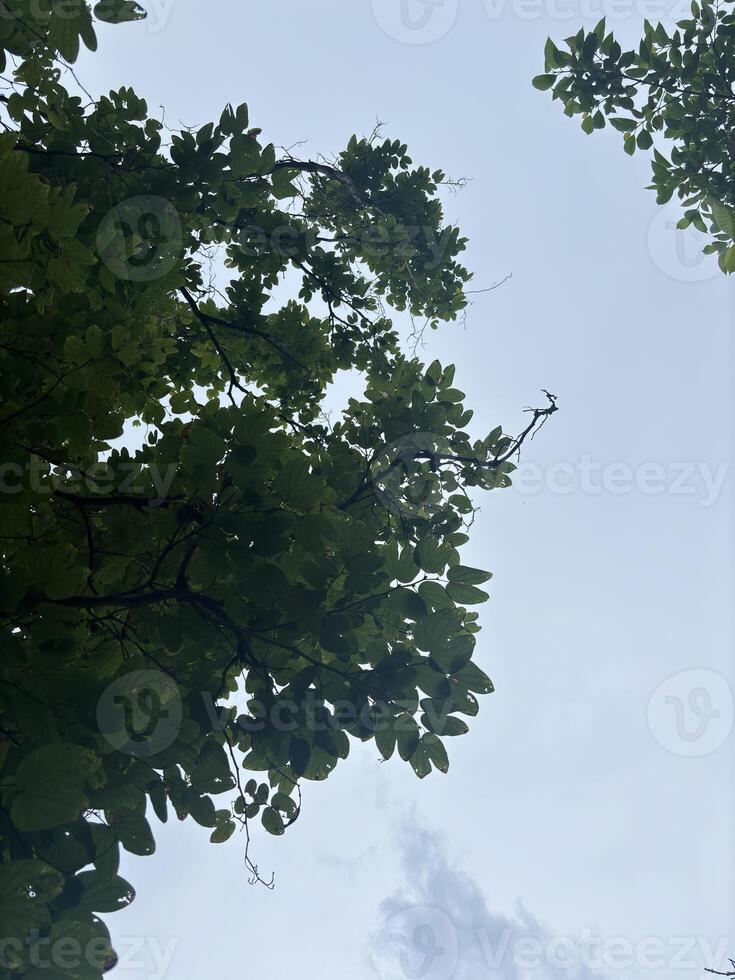 View of a tree from land to top photo