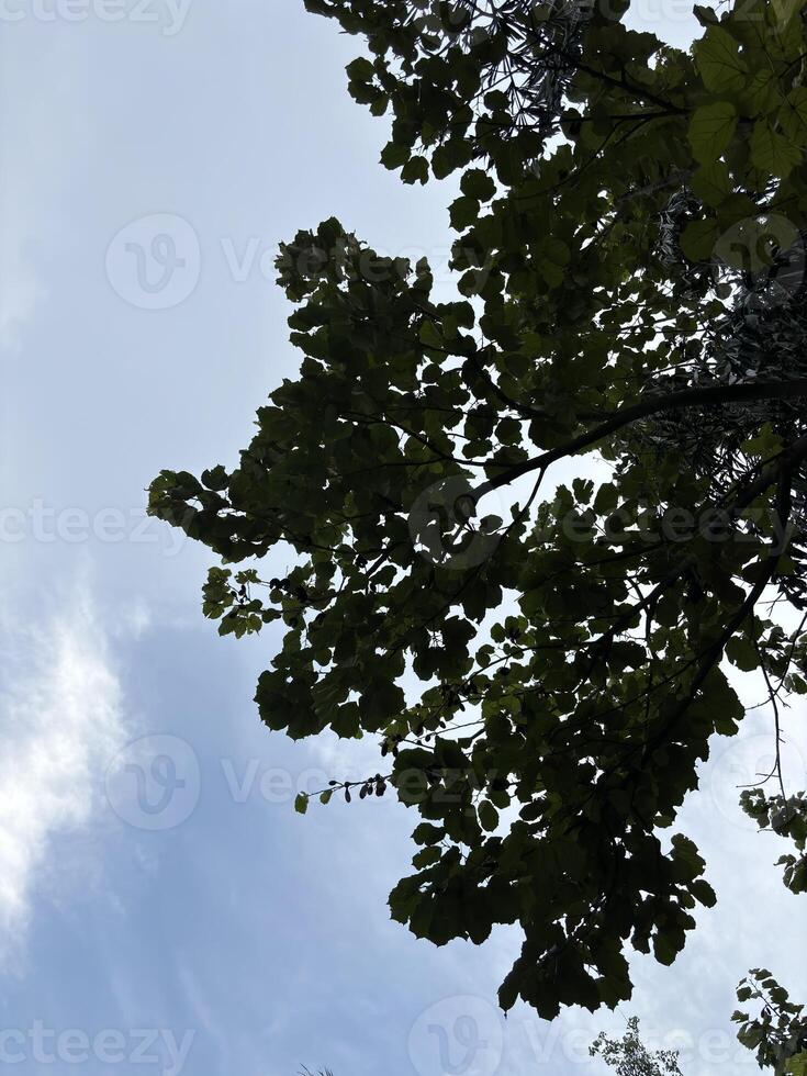 a section of a tree canopy with lush green leaves against a clear blue sky. photo