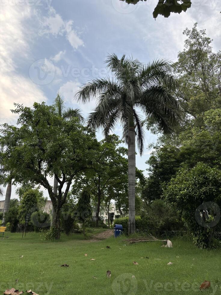 trees and a walking path visible in the background. The sky is blue and cloudy. photo