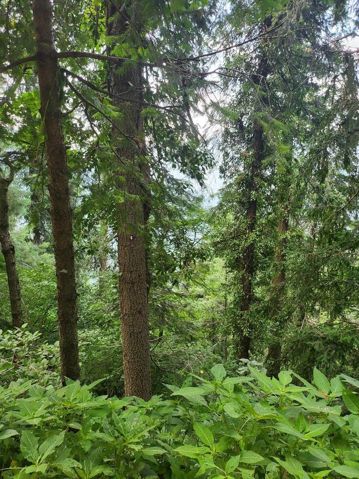 pine forest in the mountains photo