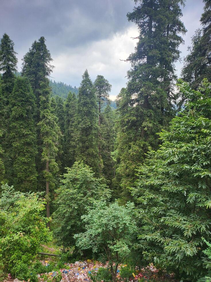 Tall Pine Trees in the Forest photo