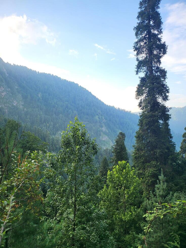 Tall Pine Trees in the Forest photo
