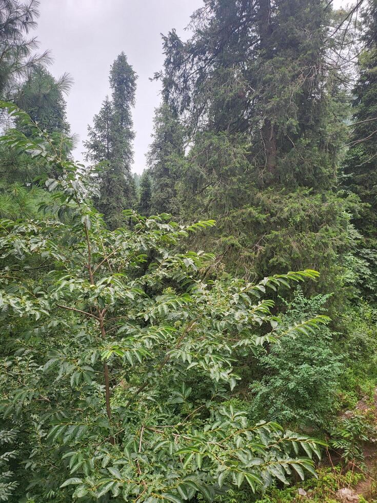 wild and untamed nature photo