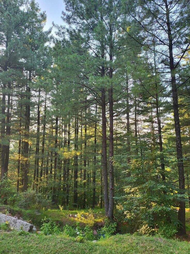 Nature's Untouched Beauty photo