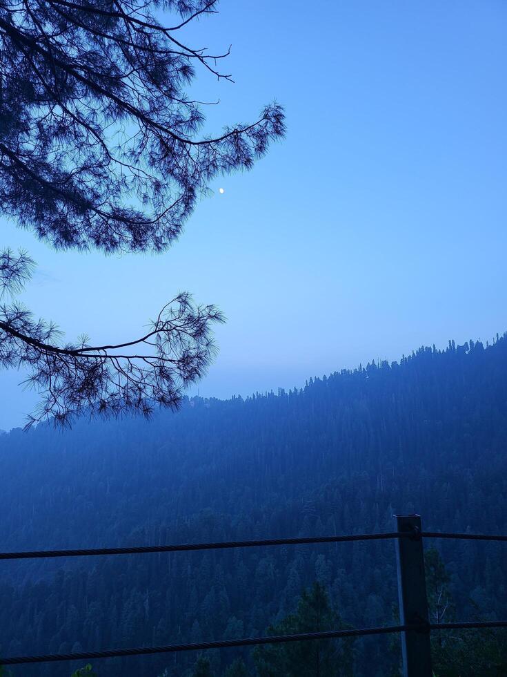 Pristine Forest Environment photo