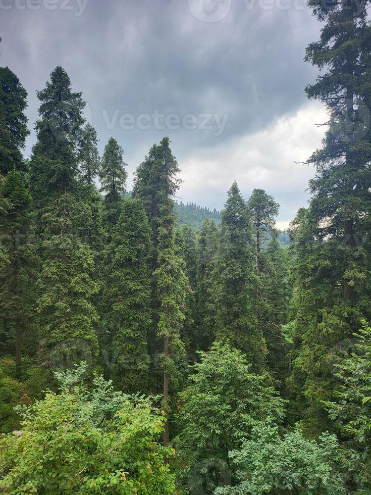 Lush Woodland Scene photo