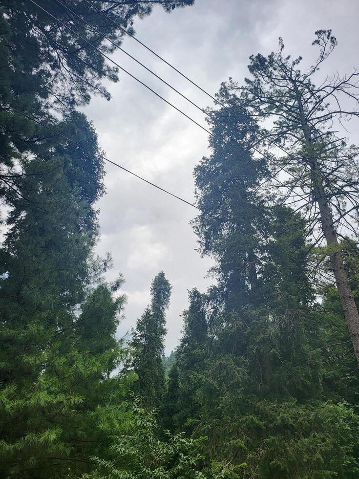 Lush Woodland Scene photo