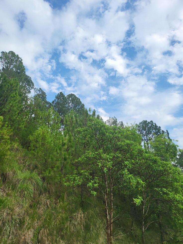 Forest Depths and Skies photo
