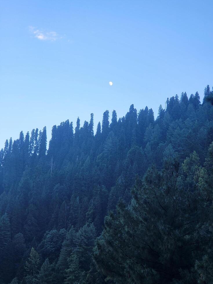 Forest Scene with Dark Clouds photo