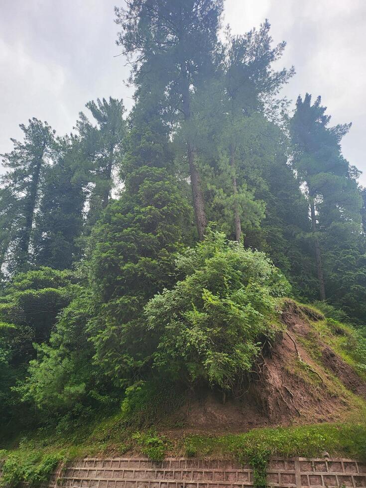 landscape with trees on hills photo