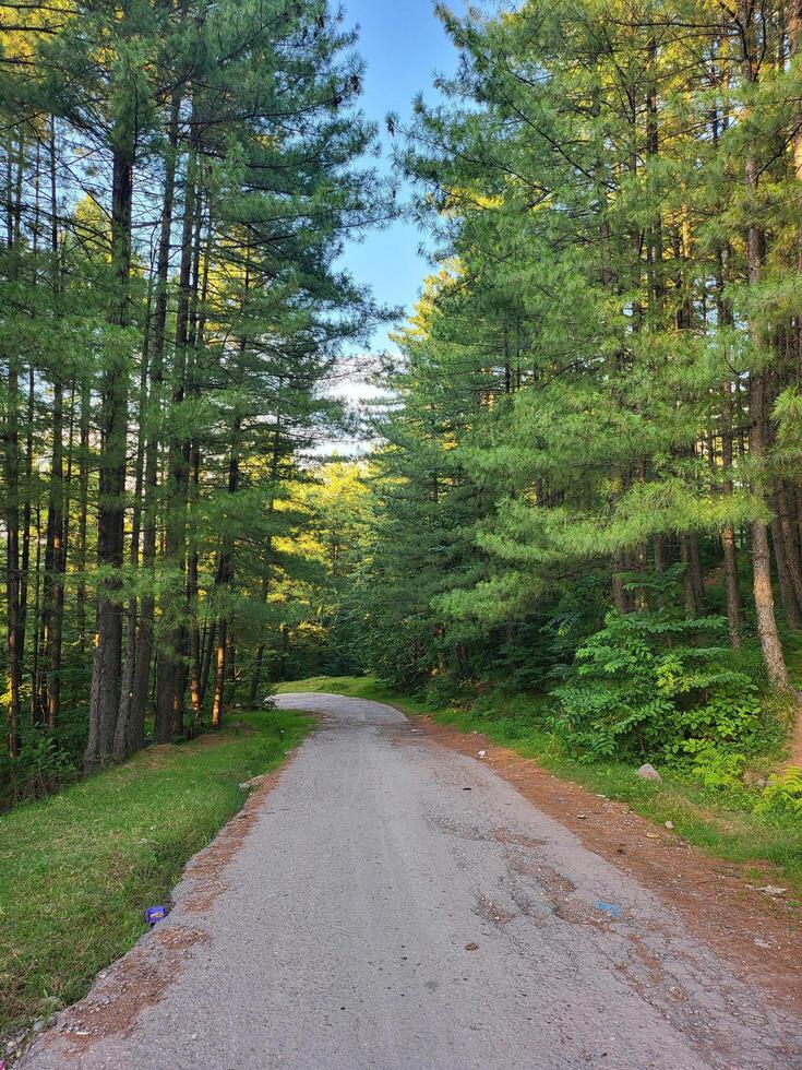Peaceful Forest Walkway photo