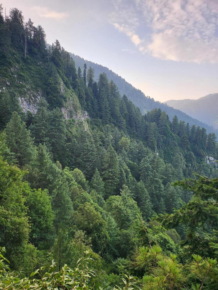 Dense Pine Forest photo