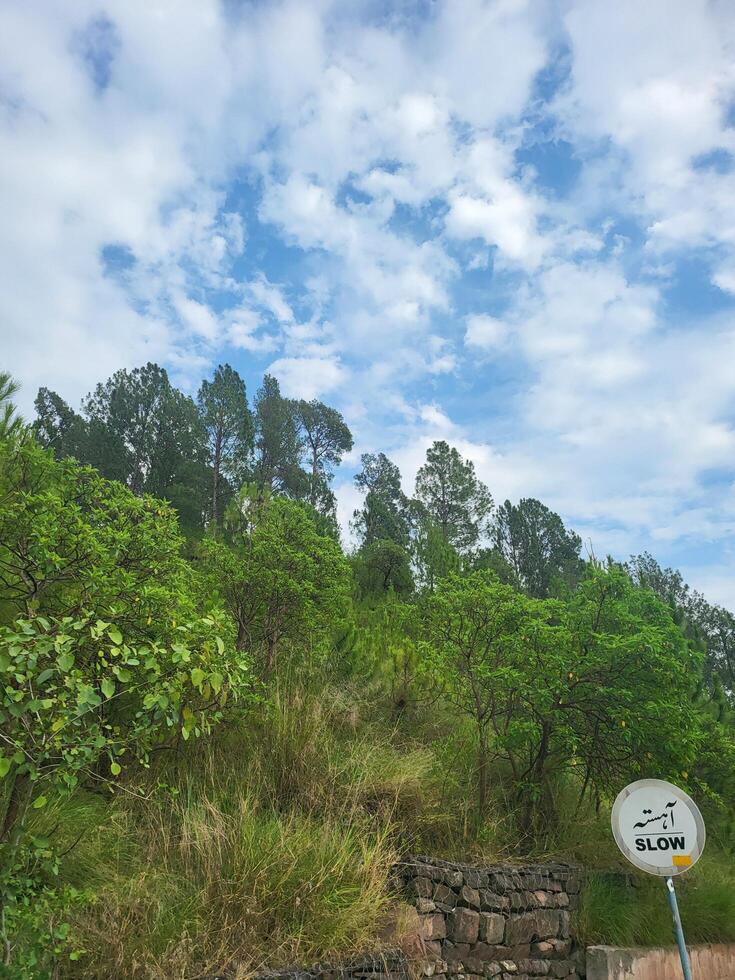 Greenery and Overcast Skies photo