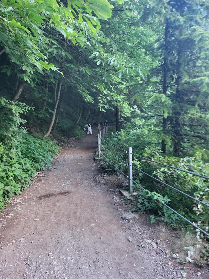 Calm Walk in the Woods photo