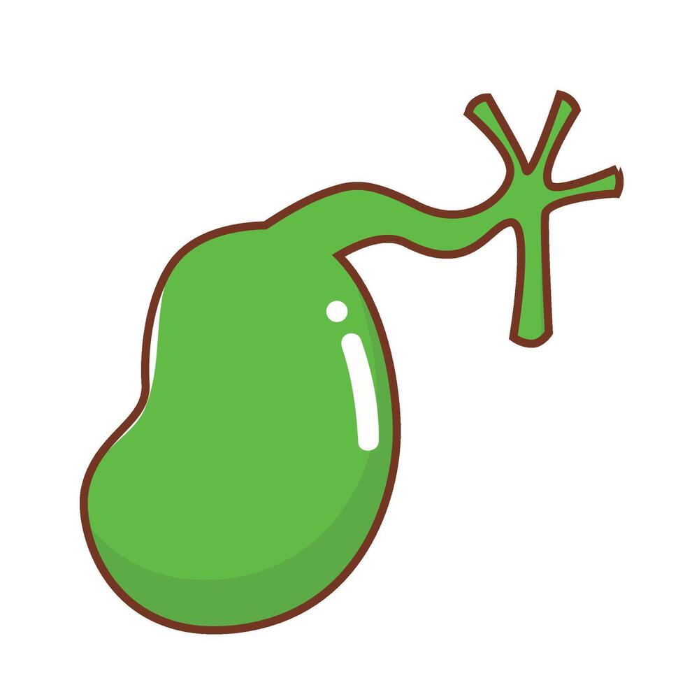 Set of human inner organs Bladder vector