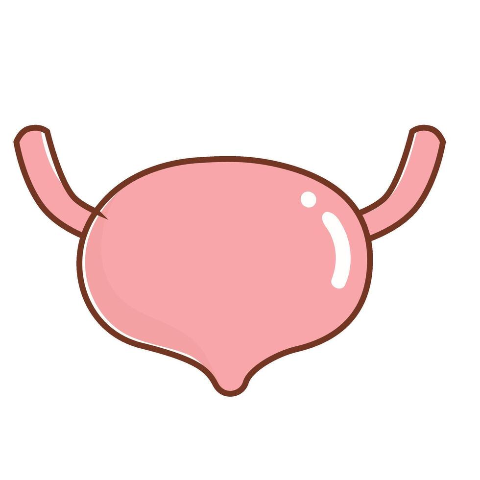 Set of human inner organs Bladder vector