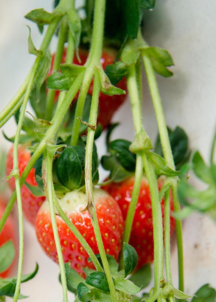 Juicy red strawberries photo