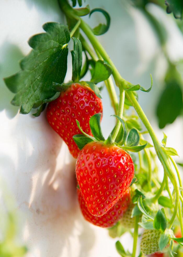 Juicy red strawberries photo
