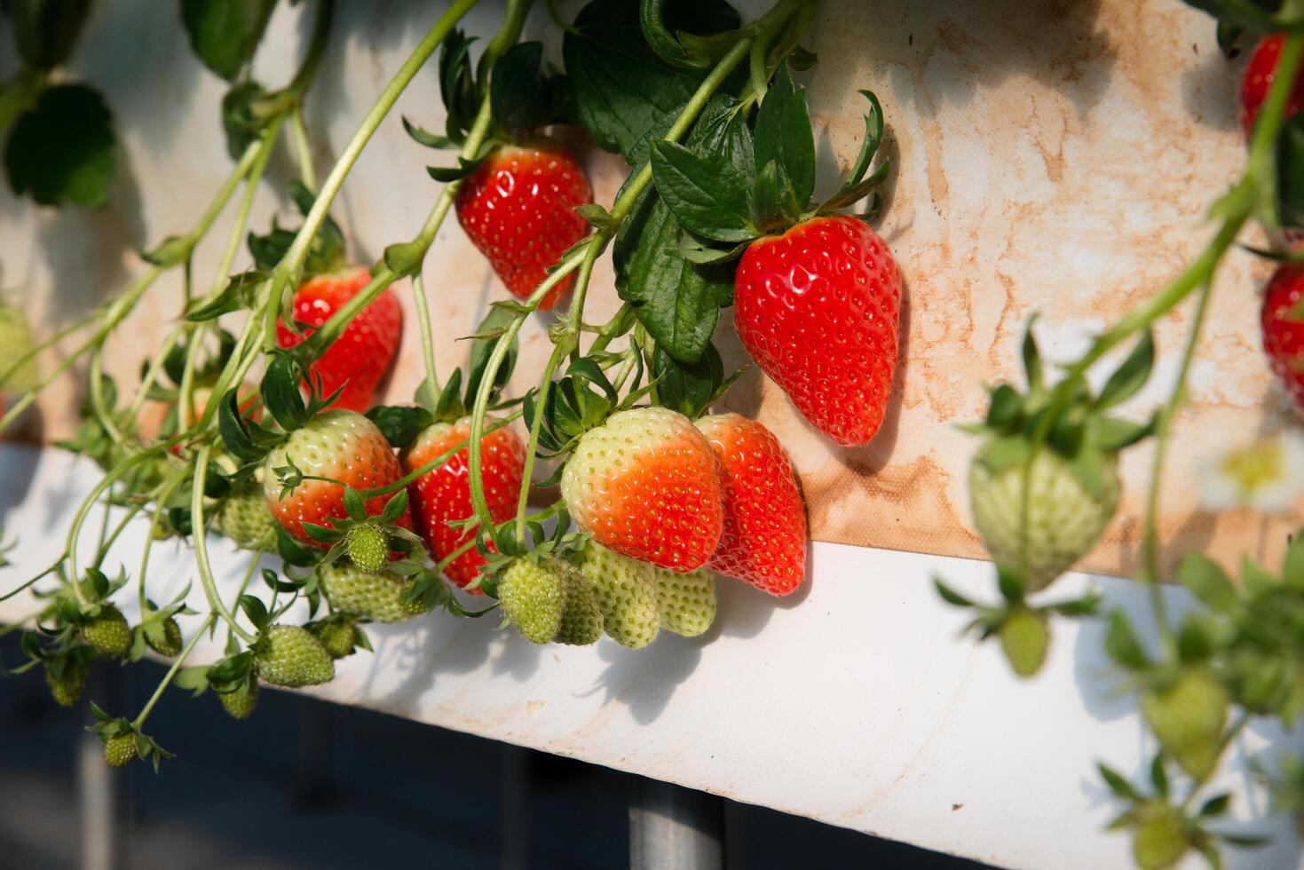 Strawberry, red, juicy photo