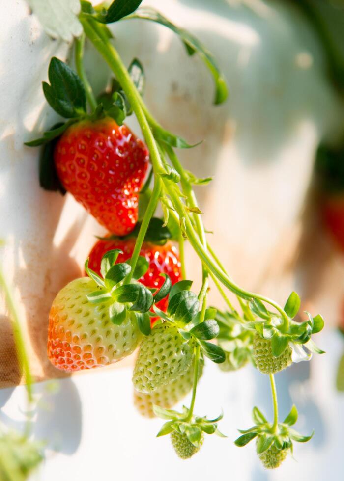 Juicy red strawberries photo