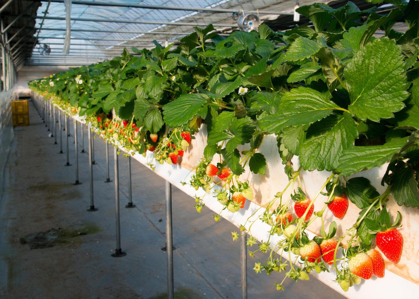 Strawberry farming in South Korea photo