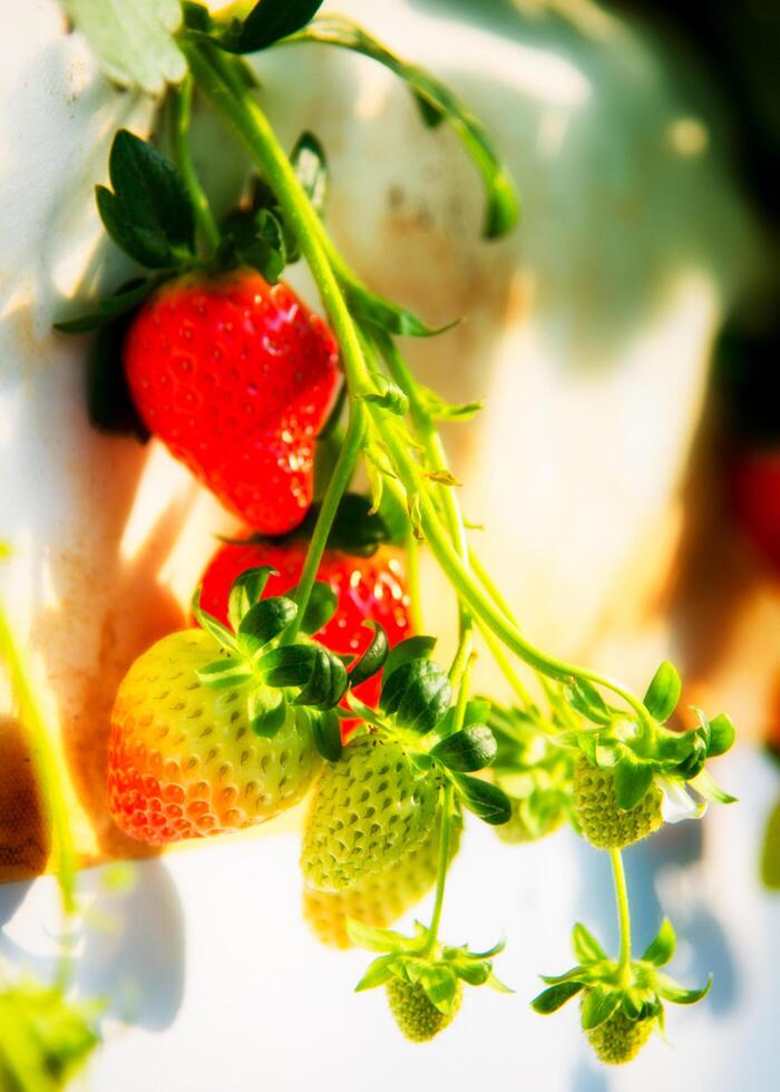 Juicy red strawberries photo