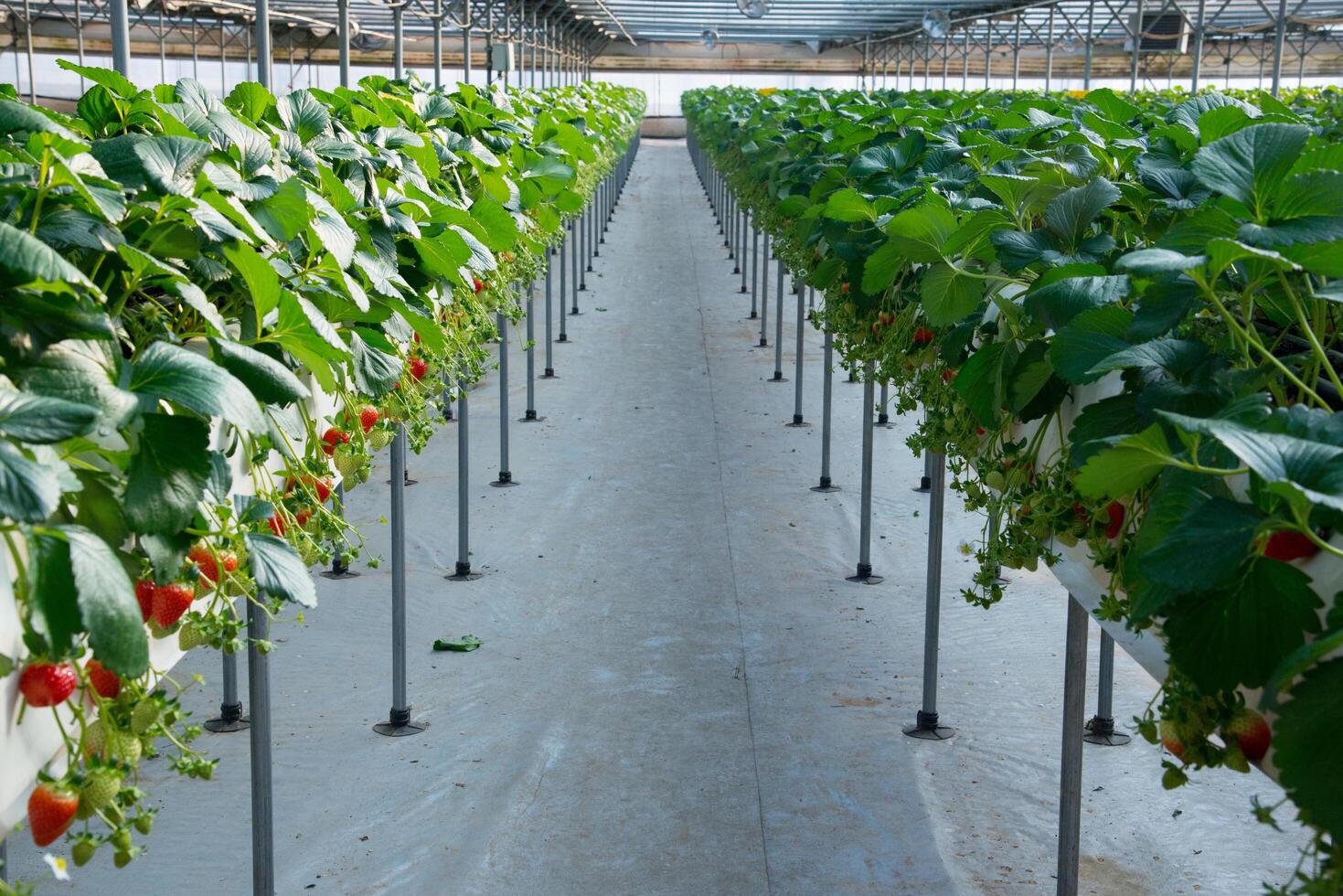 Strawberry farming in South Korea photo