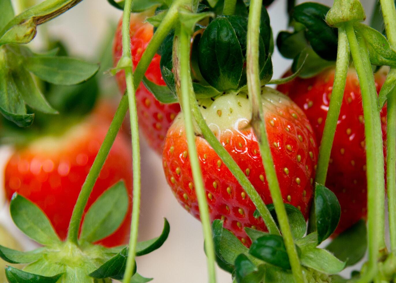 Juicy red strawberries photo