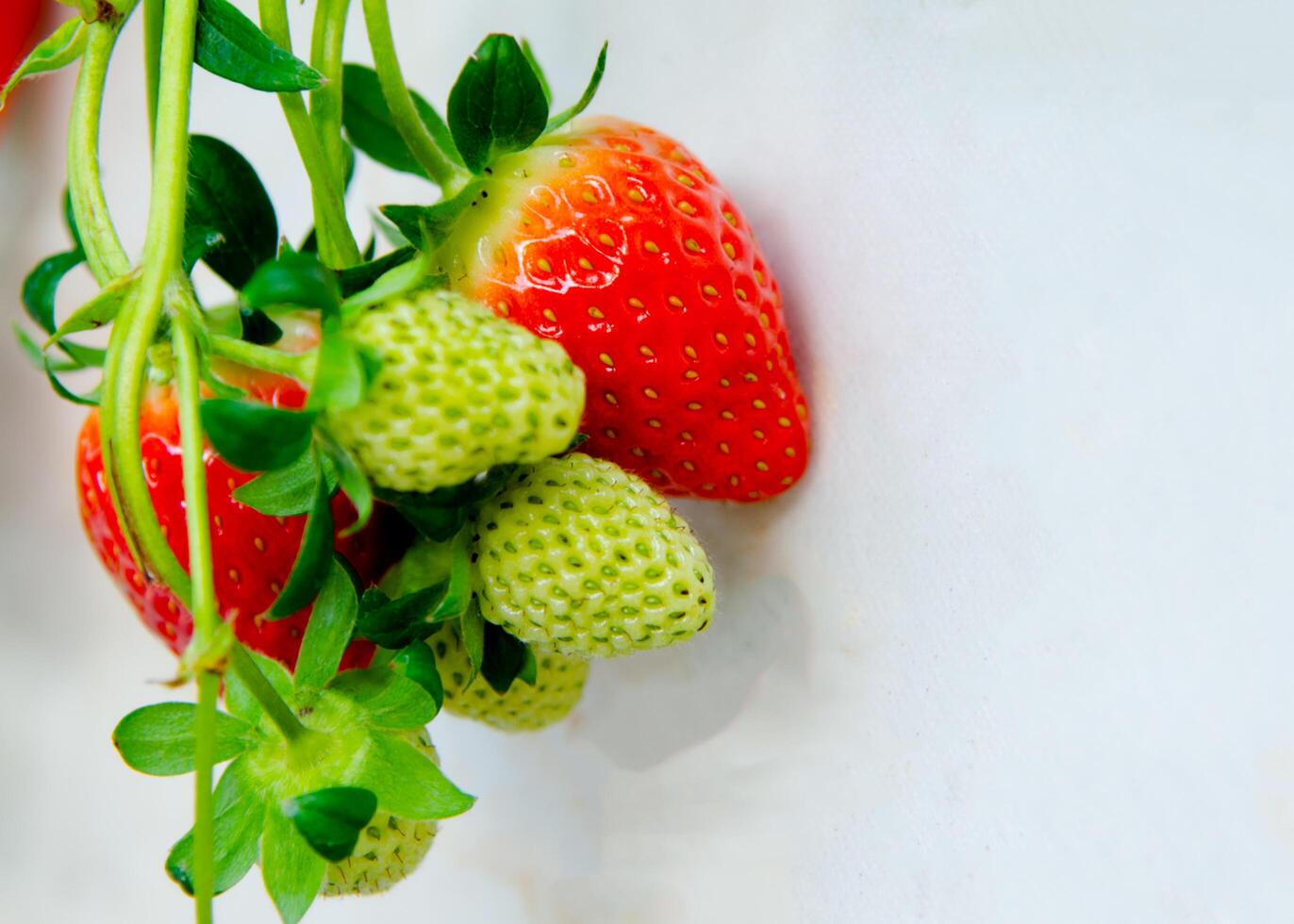 Juicy red strawberries photo
