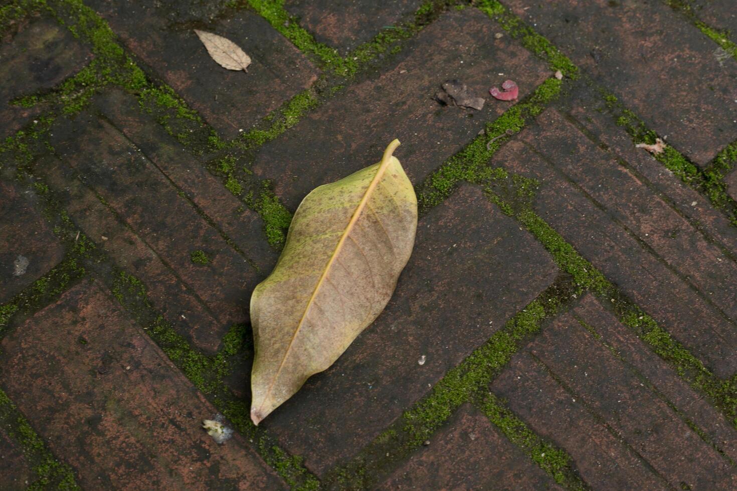 Brown brick pattern background with leaves photo