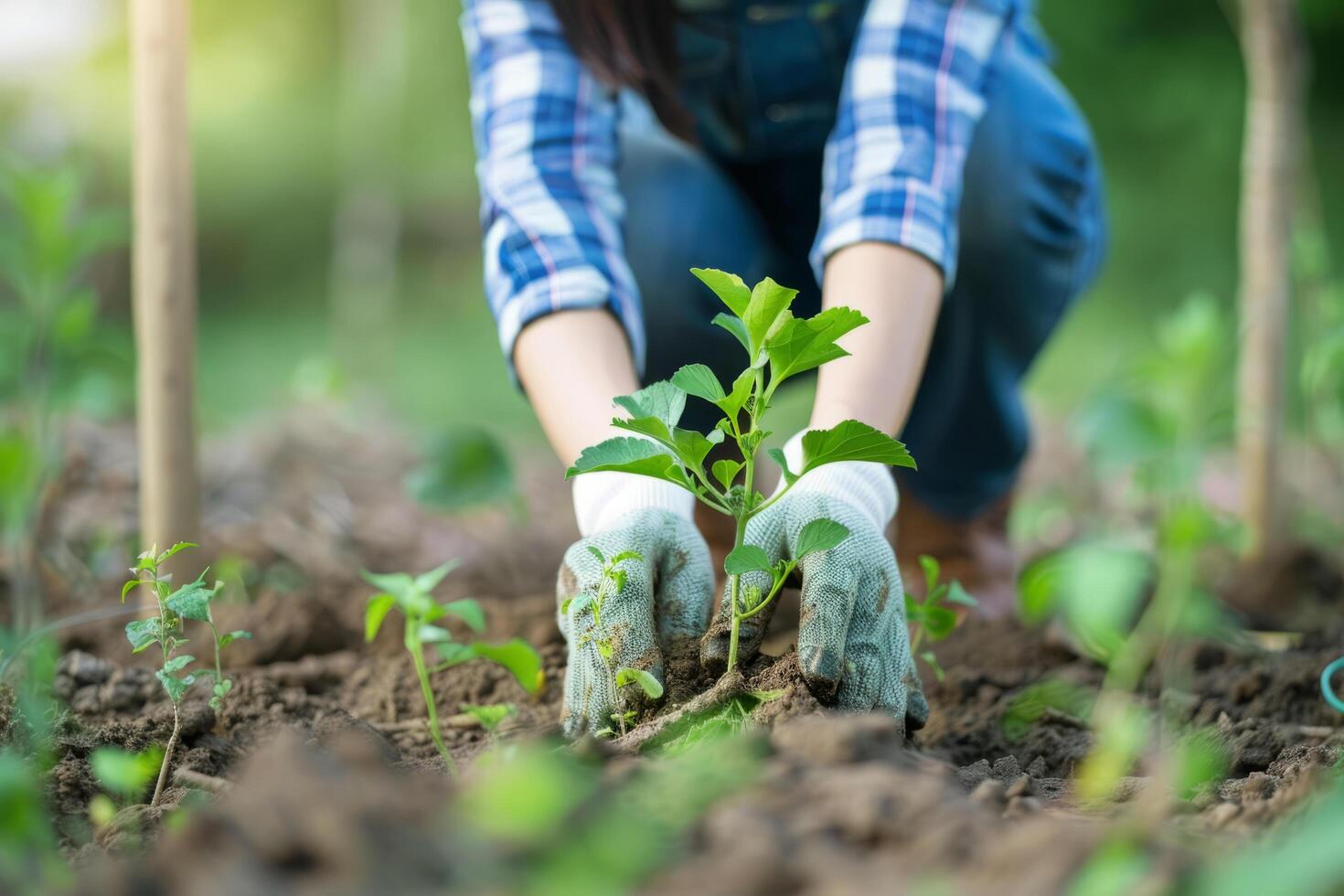A girl in a glove is planting a plant in the garden. Gardening, growing plants, manual cultivation of the land in the house. photo