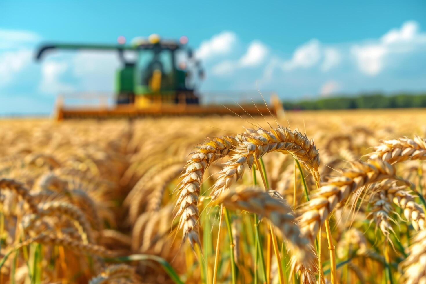 Agriculture, a combine harvester collects grain on a farm on a summer day. Harvesting. photo