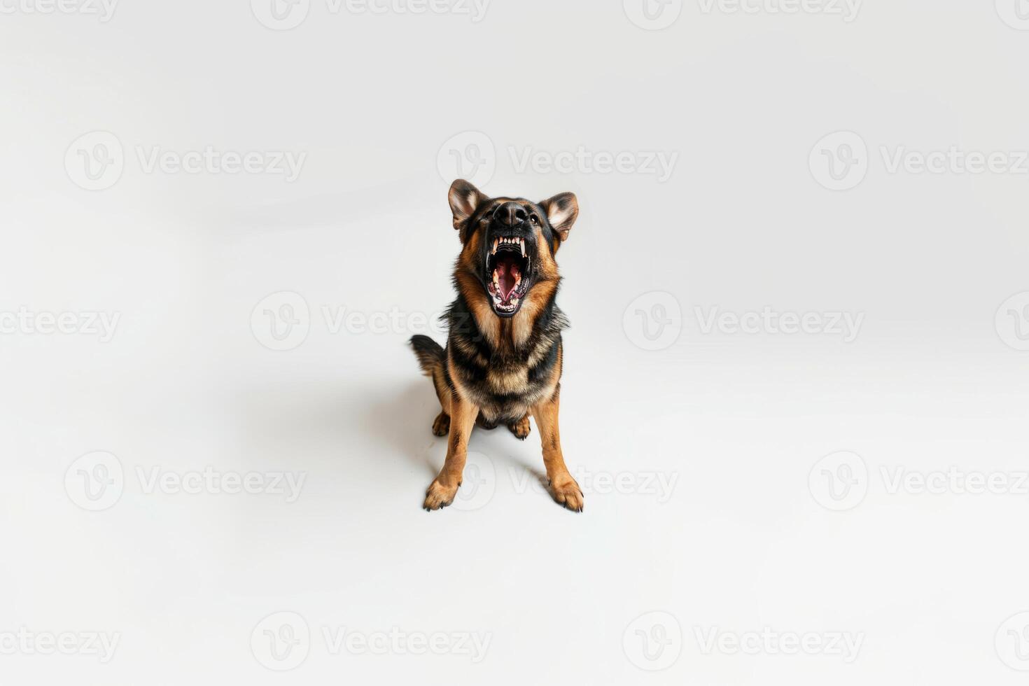 Full-length photo of an aggressive German Shepherd barking on a white background top view. A cute dog with an open mouth and sharp teeth.
