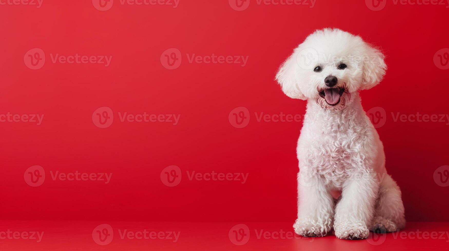 A photo of a contented, cute, joyful Bichon Frise dog sitting on a red background with space to copy.