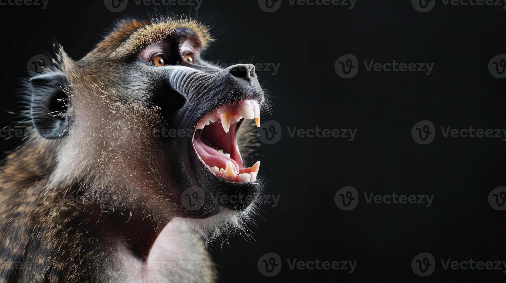 Close-up of a happy monkey on a black background. The monkey shows his white teeth. photo
