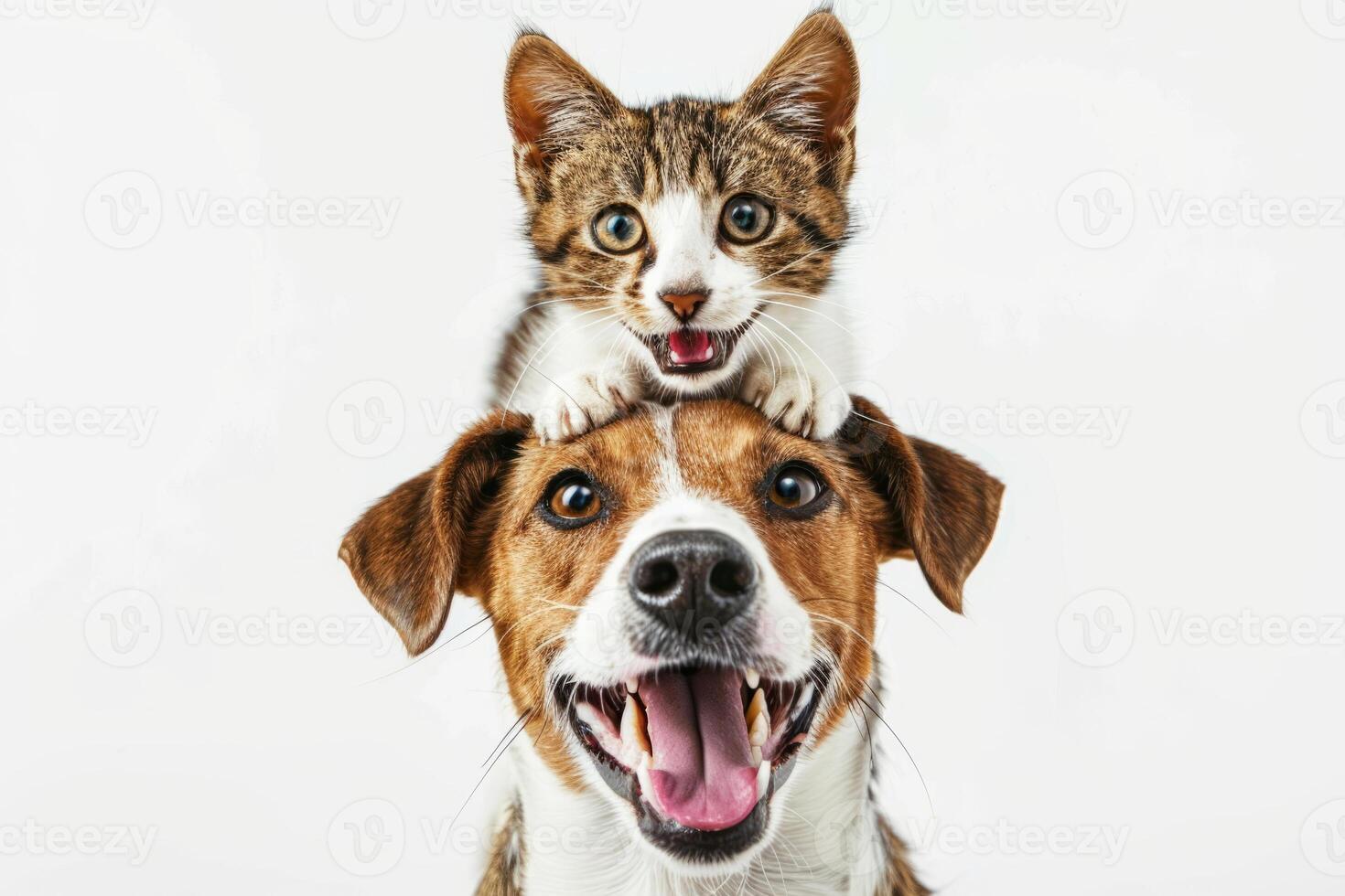 A photo of a happy smiling Jack Russell Terrier puppy and a cat on a white background. The concept of friendship, living together.