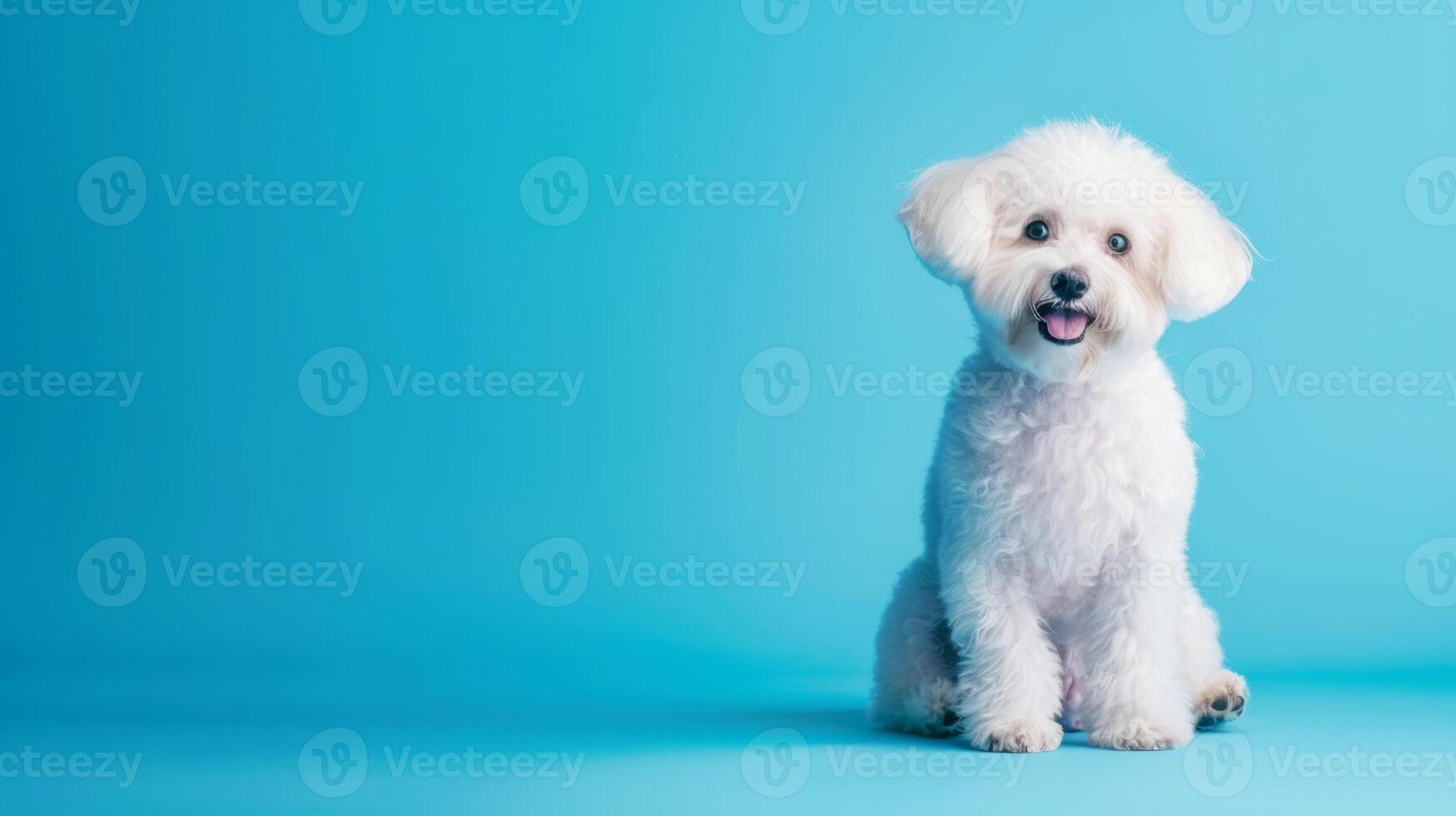 A photo of a rather cute joyful Bichon Frise dog sitting on a blue background with space to copy.