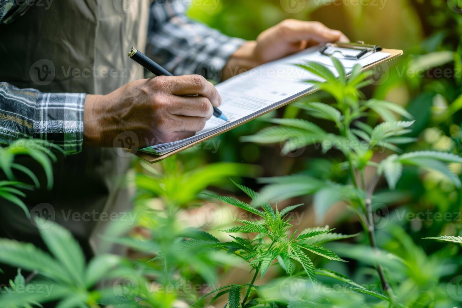 A close-up photo of a man in an apron taking notes in the garden against the background of a cannabis farm. The concept of a cannabis and alternative medicine business.