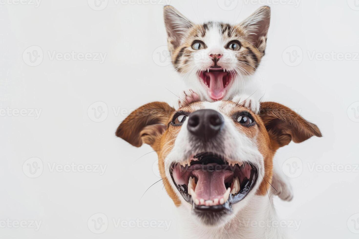 A photo of a happy smiling Jack Russell Terrier puppy and a cat on a white background. The concept of friendship, living together.