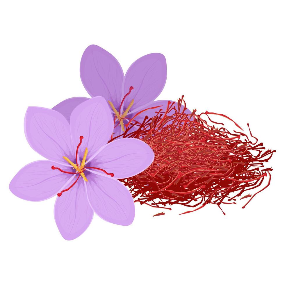Illustration Logo Clip Art Saffron with crocus flowers Isolated vector