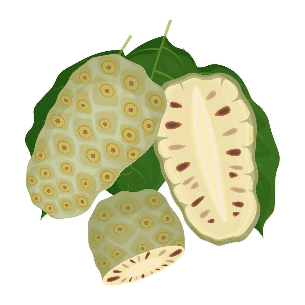 Illustration Logo Clip Art Super food Noni fruit Mengkudu or Pace Fruits vector