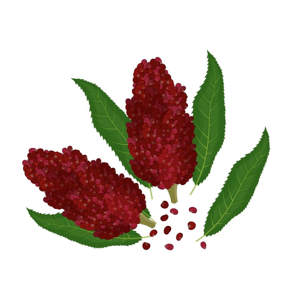 Illustration Logo Clip Art Natural Staghorn Sumac vector