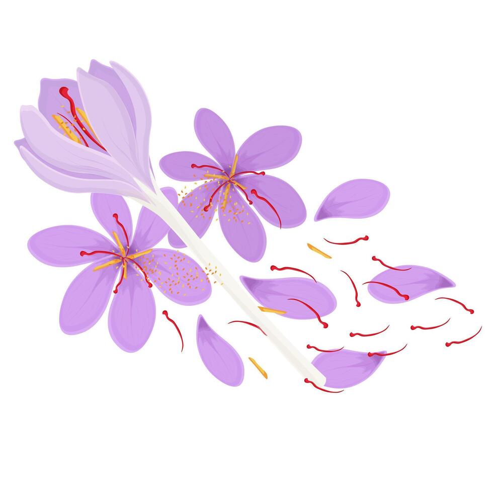 Illustration Logo Clip Art Dried saffron and Crocus flowers vector