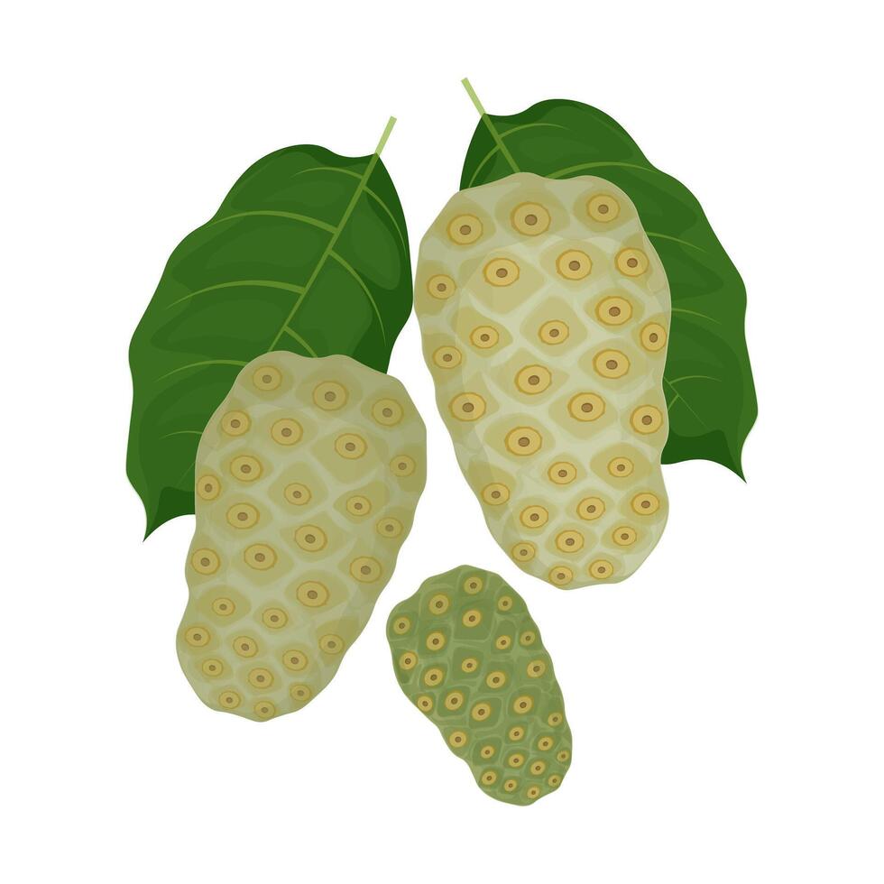 Illustration Logo Clip Art Super food Noni fruit isolated vector