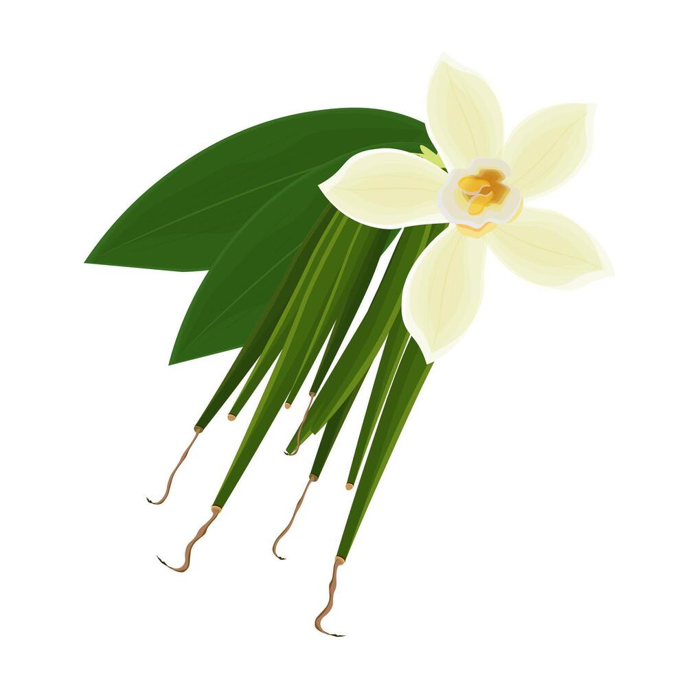 Illustration logo clip art Fresh Orchid Vanilla Flower and Pods vector