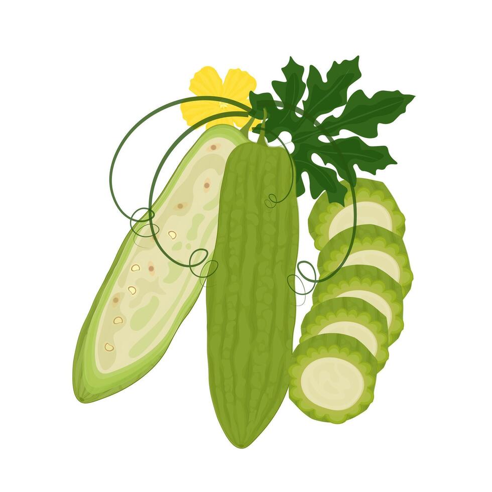 Illustration Logo Clip Art Whole and Half Bitter Melon or Bitter Gourd vector