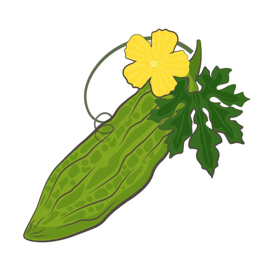 Illustration Logo Clip Art Cartoon Healthy Vegetables Bitter Gourd Bitter Melon vector