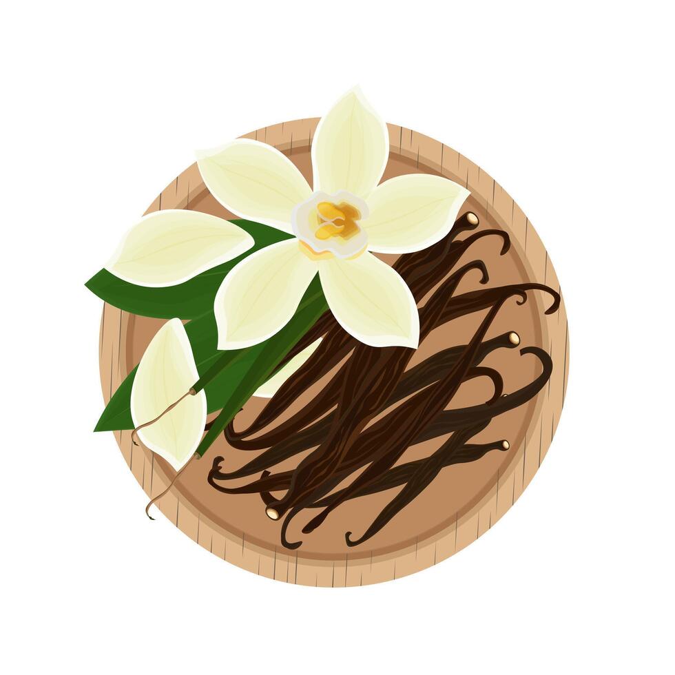 Illustration logo clip art Top View Vanilla flower and pods vector