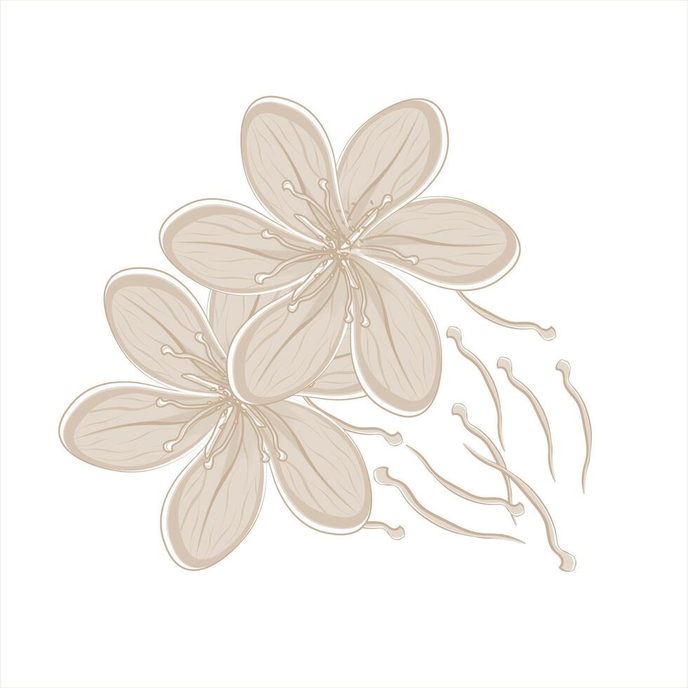 Illustration Logo line Art Saffron flower vector